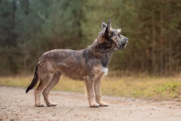 Pies do adopcji, Nowodwór, 11 grudnia 2025 (3/5)