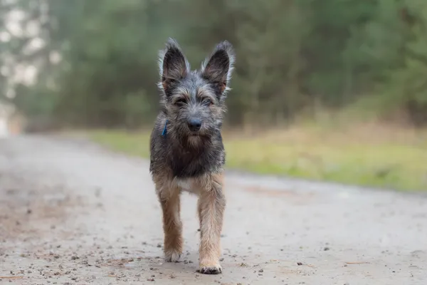 Pies do adopcji, Nowodwór, 11 grudnia 2025 (5/5)