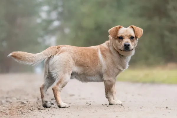 Pies do adopcji, Nowodwór, 11 grudnia 2025 (5/5)