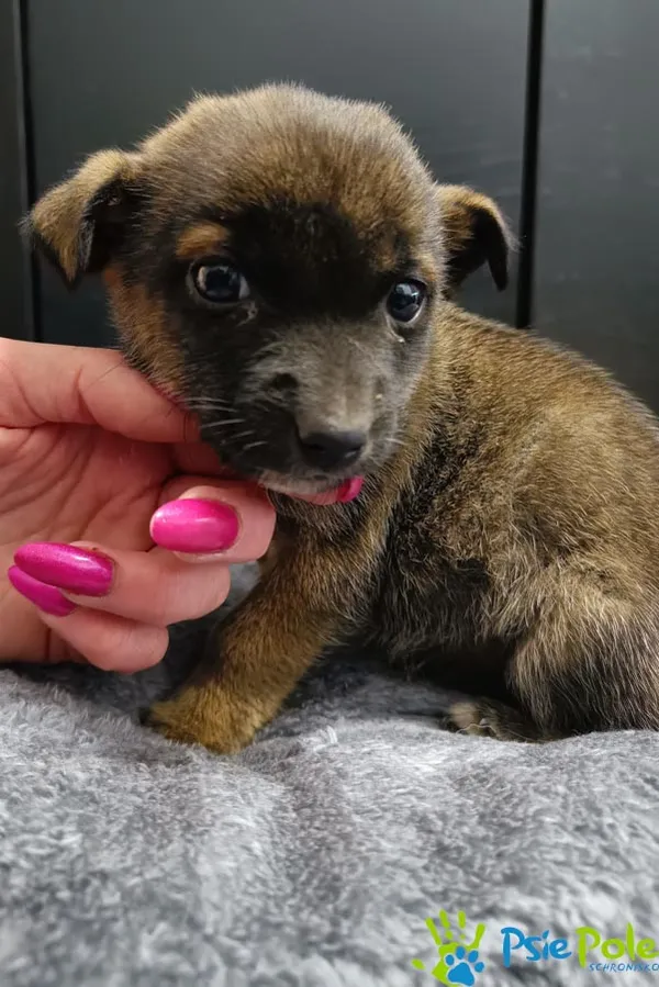 Pies do adopcji, Racławice, 12 grudnia 2025 (1/2)