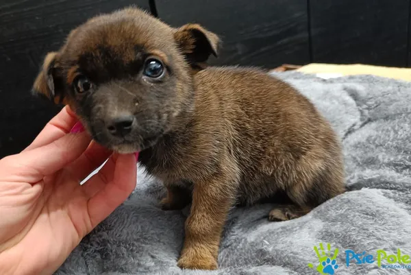 Pies do adopcji, Racławice, 12 grudnia 2025 (2/2)