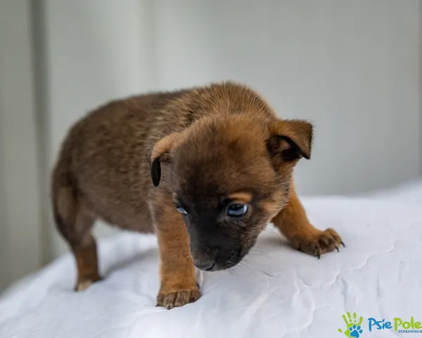 Pies do adopcji, Racławice, 12 grudnia 2025 (1/5)