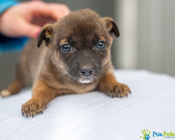 Pies do adopcji, Racławice, 12 grudnia 2025 (3/5)