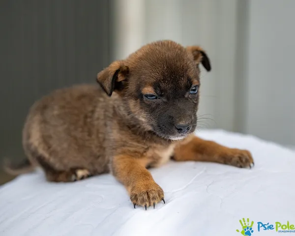 Pies do adopcji, Racławice, 12 grudnia 2025 (4/5)