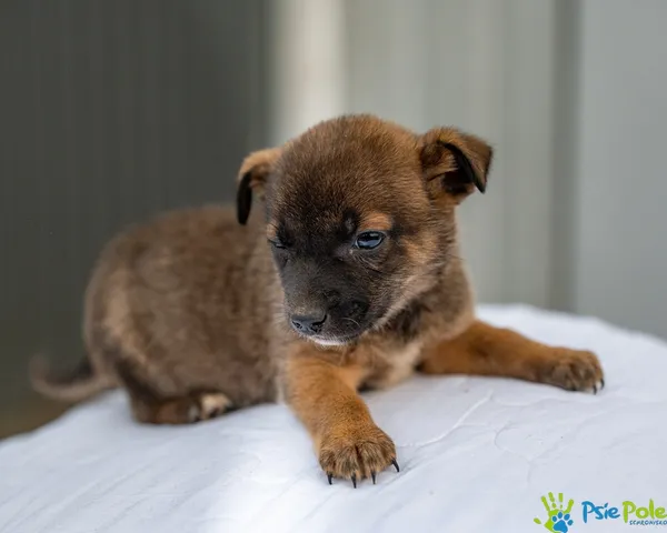 Pies do adopcji, Racławice, 12 grudnia 2025 (5/5)