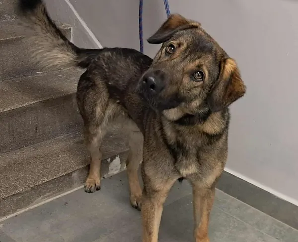 Znaleziono psa, Toruń, 10 grudnia 2025