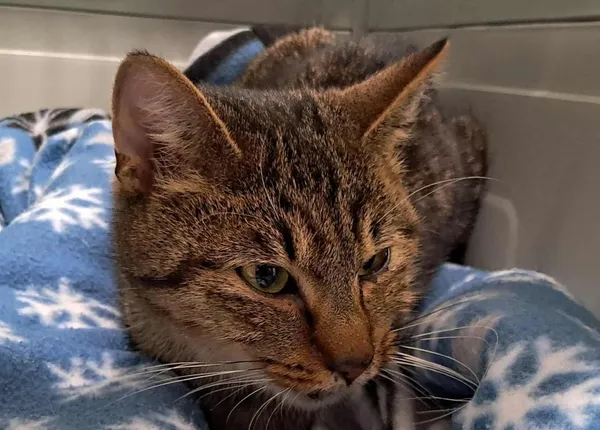 Znaleziono kota, Toruń, 10 grudnia 2025