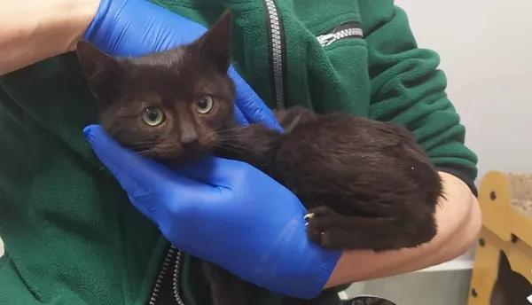 Znaleziono kota, Toruń, 3 grudnia 2025