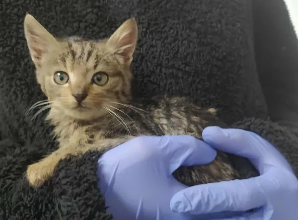 Znaleziono kota, Toruń, 3 grudnia 2025