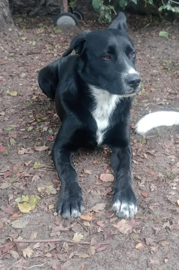 Oddam psa, Warszawa, Brzeziny, 12 grudnia 2025 (4/5)