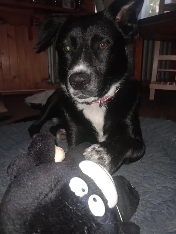 Oddam psa, Warszawa, Brzeziny, 12 grudnia 2025 (5/5)