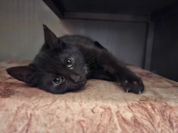 Znaleziono kota, Olsztyn, 11 grudnia 2025