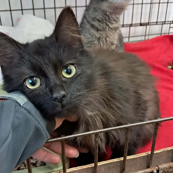 Znaleziono kota, Olsztyn, 10 grudnia 2025