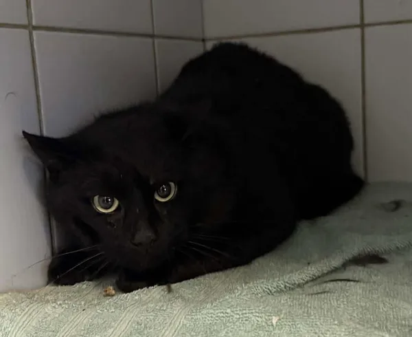 Znaleziono kota, Lublin, 10 grudnia 2025