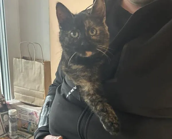 Znaleziono kota, Toruń, 9 grudnia 2025