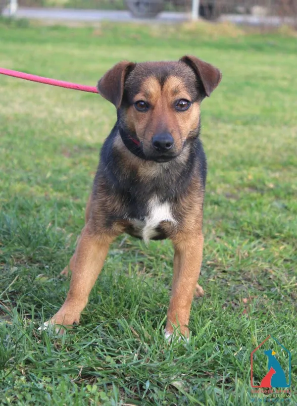 Pies do adopcji, Grudziądz, 12 listopada 2025