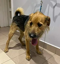 Znaleziono psa, Siedlce, 11 grudnia 2025