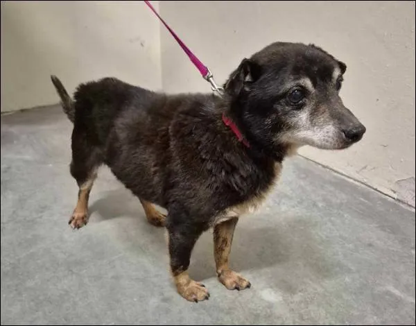 Znaleziono psa, Grudziądz, 12 grudnia 2025