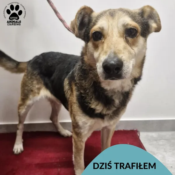 Znaleziono psa, Gdynia, 9 grudnia 2025