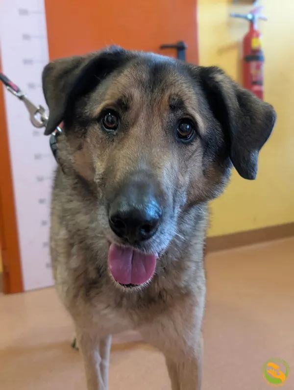 Znaleziono psa, Skałowo, 12 grudnia 2025 (1/3)