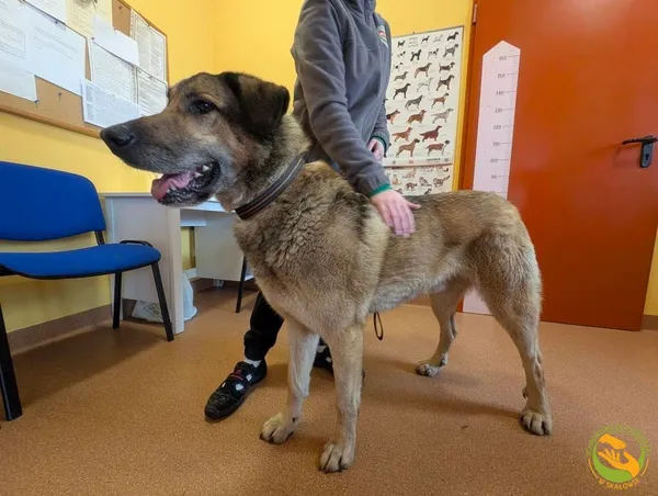 Znaleziono psa, Skałowo, 12 grudnia 2025 (2/3)