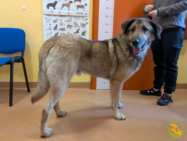 Znaleziono psa, Skałowo, 12 grudnia 2025 (3/3)