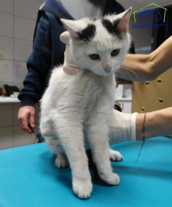 Znaleziono kota, Szczecin, 12 grudnia 2025