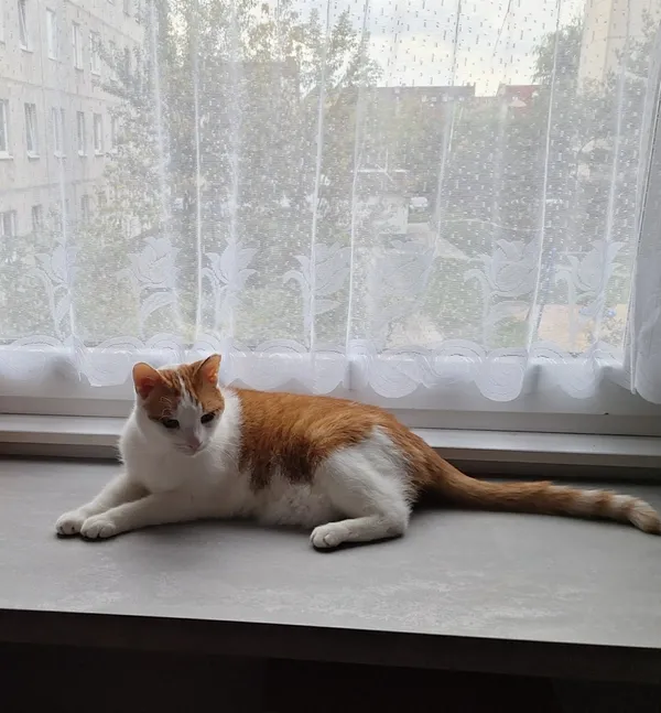 Zaginął kot, Łódź, 12 grudnia 2025