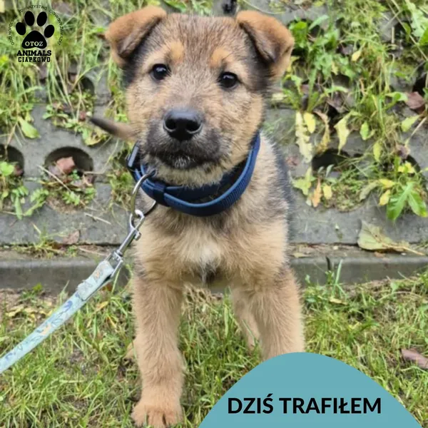 Znaleziono psa, Gdynia, 9 grudnia 2025