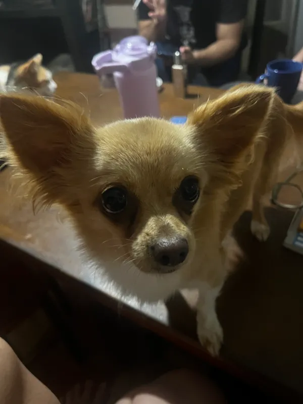 Zaginął pies, Gdańsk, Zaspa-Młyniec, 13 grudnia 2025