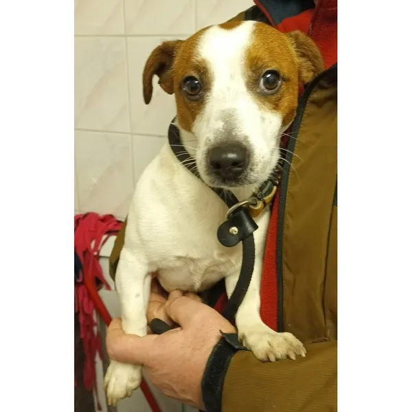 Znaleziono psa, Białystok, 13 grudnia 2025