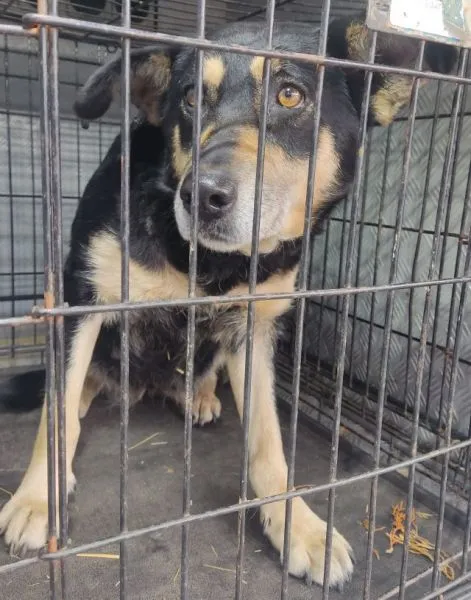 Znaleziono psa, Radom, 13 grudnia 2025