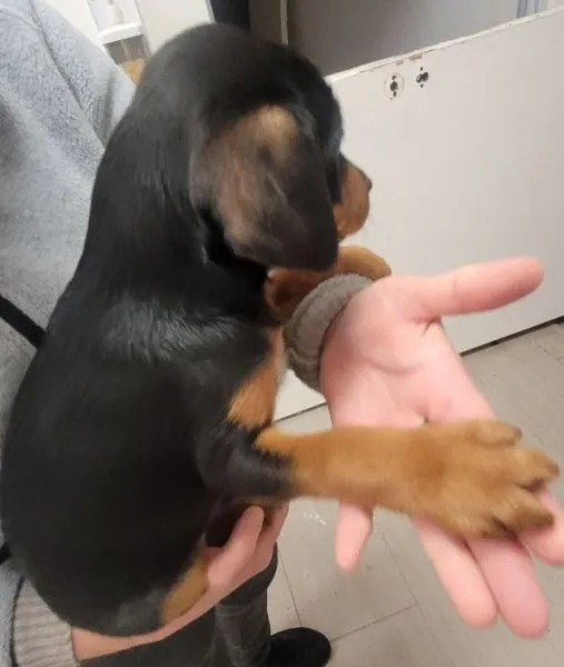 Znaleziono psa, Radom, 12 grudnia 2025