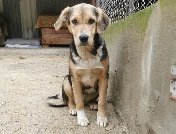 Pies do adopcji, Milanówek, 12 grudnia 2025 (1/5)