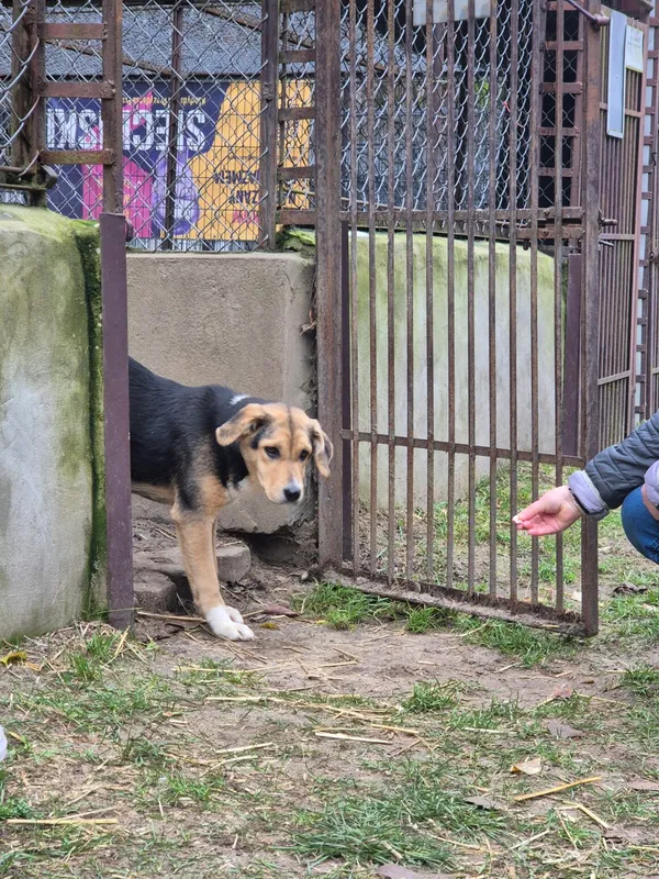Pies do adopcji, Milanówek, 12 grudnia 2025 (2/5)