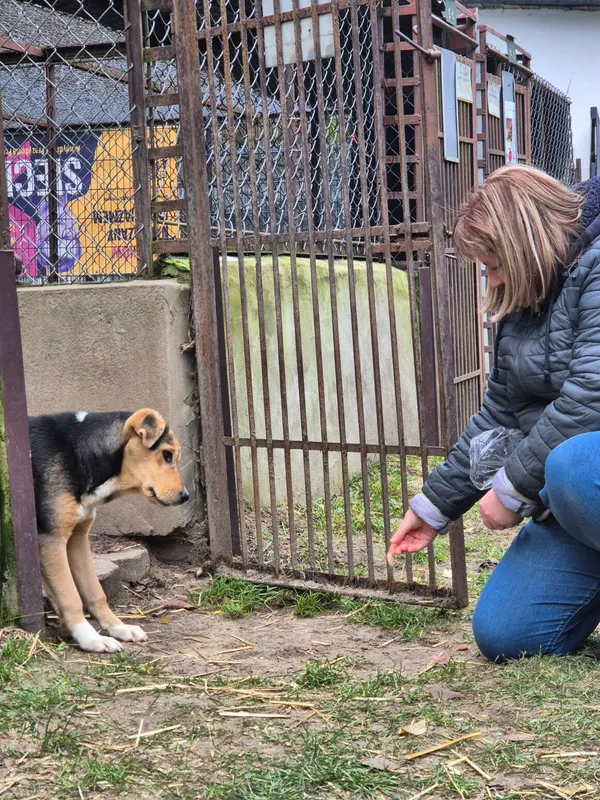 Pies do adopcji, Milanówek, 12 grudnia 2025 (3/5)