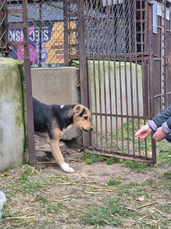Pies do adopcji, Milanówek, 12 grudnia 2025 (4/5)