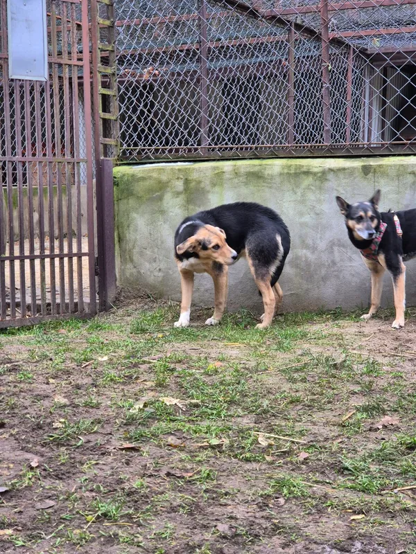 Pies do adopcji, Milanówek, 12 grudnia 2025 (5/5)