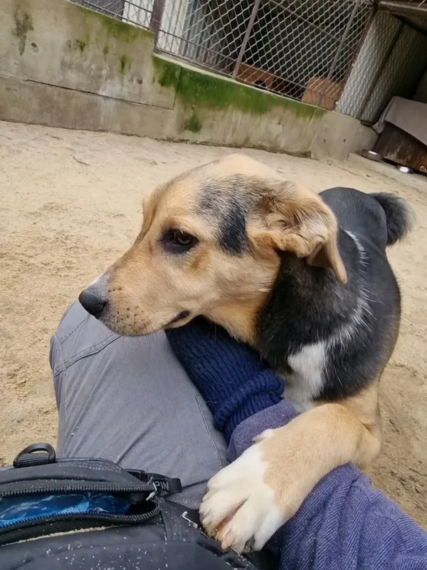 Pies do adopcji, Milanówek, 4 stycznia 2026 (2/5)