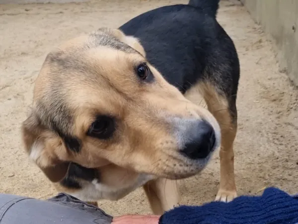 Pies do adopcji, Milanówek, 4 stycznia 2026 (3/5)