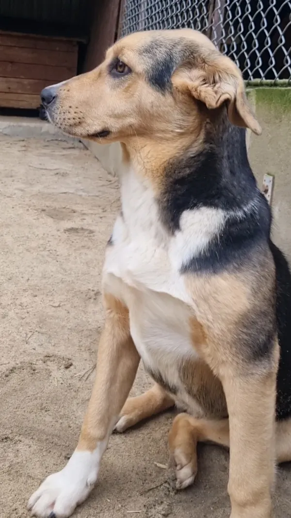 Pies do adopcji, Milanówek, 4 stycznia 2026 (4/5)