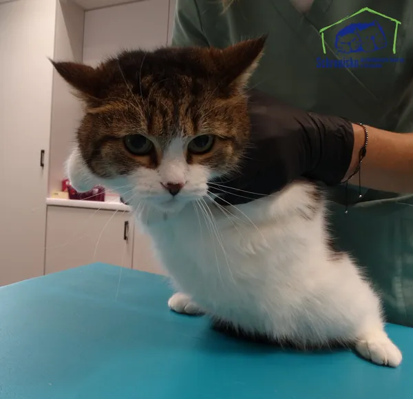 Pies do adopcji, Szczecin, 15 października 2025