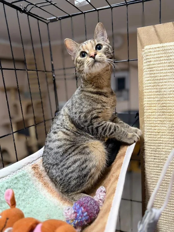 Kot do adopcji, Głowno, 13 grudnia 2025 (3/4)