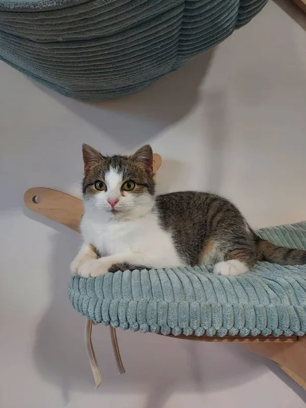 Kot do adopcji, Głowno, 13 grudnia 2025 (1/4)