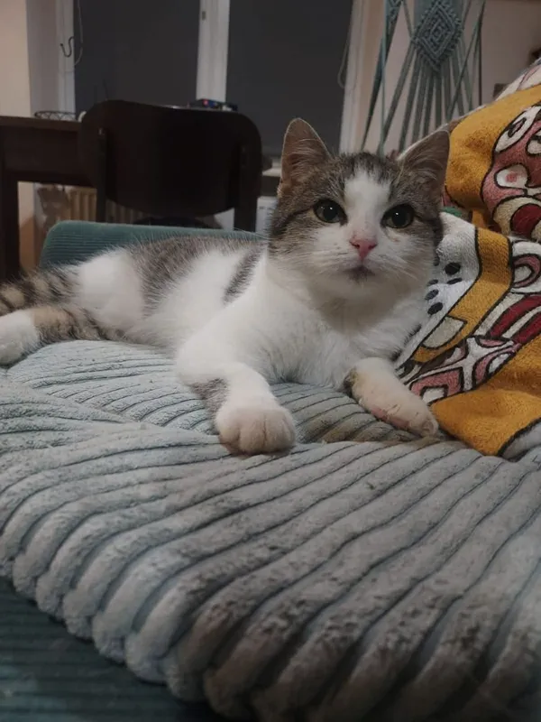 Kot do adopcji, Głowno, 13 grudnia 2025 (2/4)