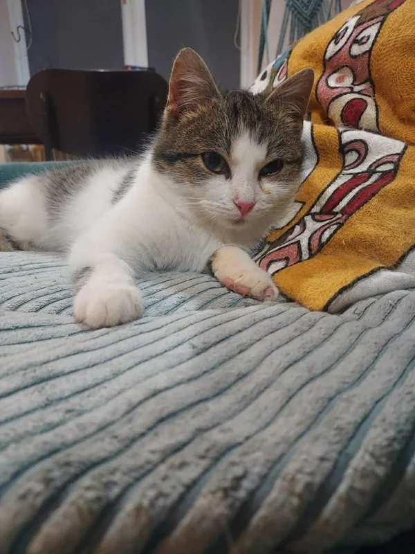 Kot do adopcji, Głowno, 13 grudnia 2025 (4/4)