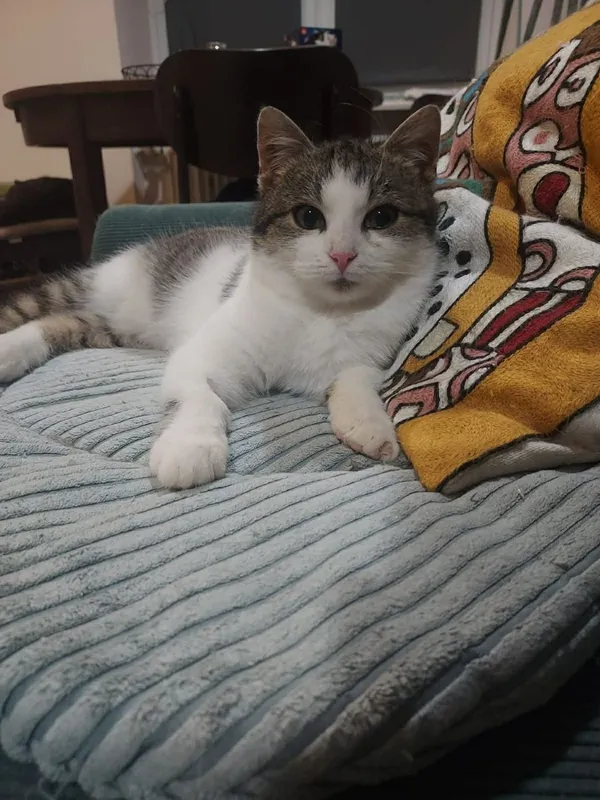 Kot do adopcji, Głowno, 13 grudnia 2025 (3/4)