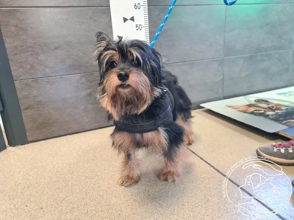 Znaleziono psa, Chełmek, 13 grudnia 2025