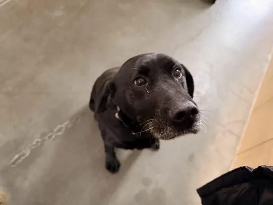 Pies do adopcji, Kraków, 29 listopada 2025