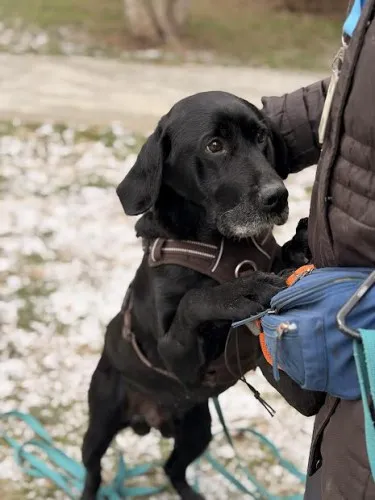 Pies do adopcji, Kraków, 29 listopada 2025 (1/3)
